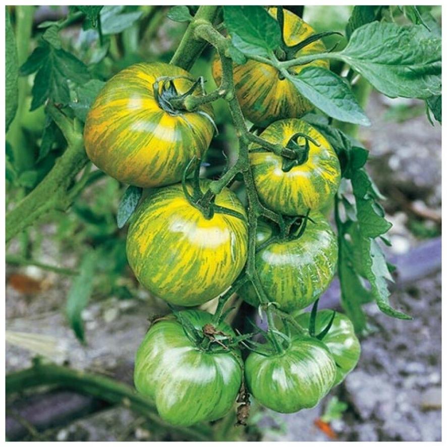Томат Зеленая зебра