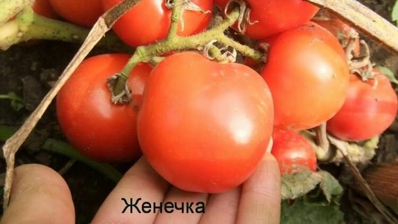 Томат Женечка
