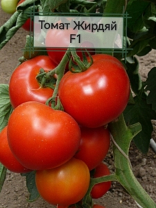Томат Жирдяй