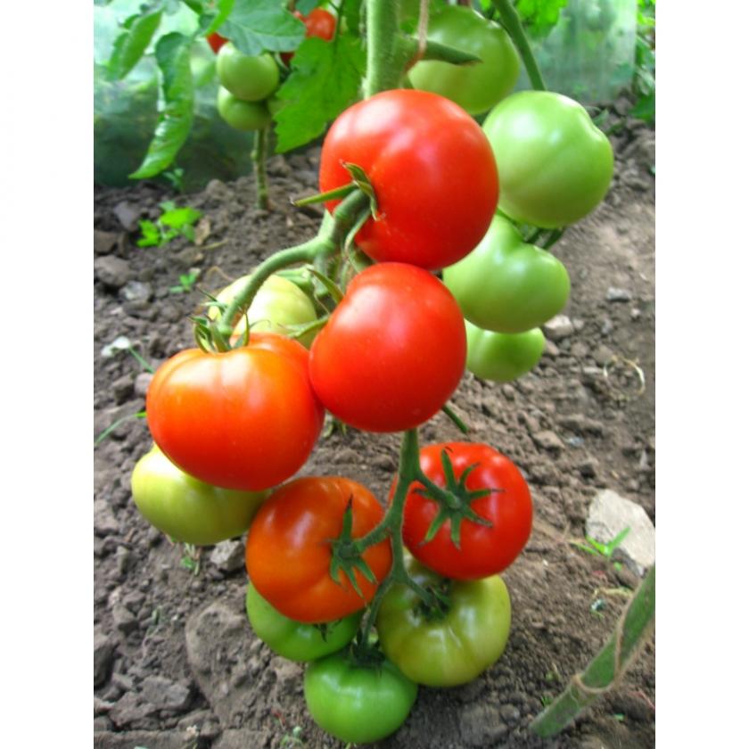 Томат Зинаида 2