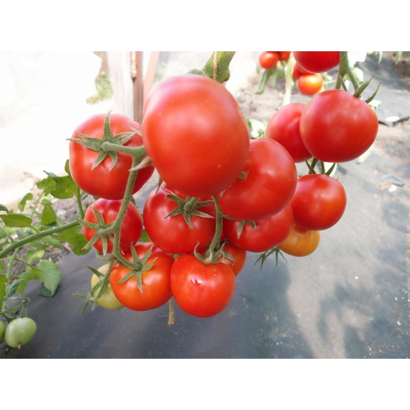 Томат Зинаида 4