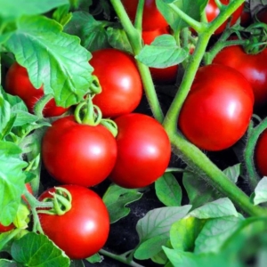 Томат Зинаида