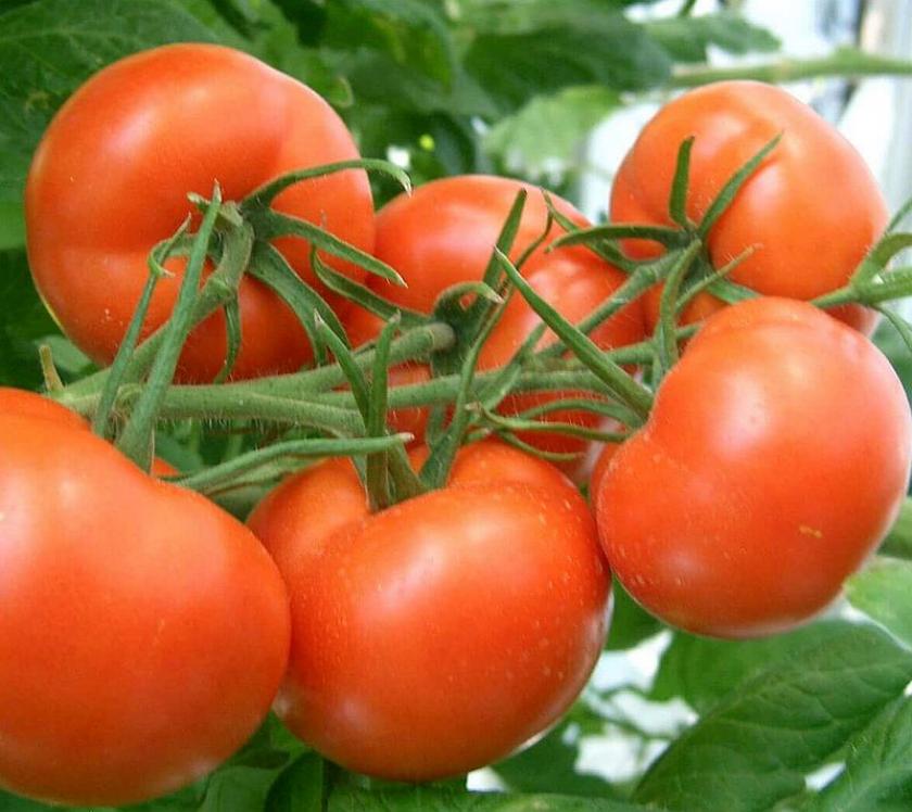 Томат Зинаида 5