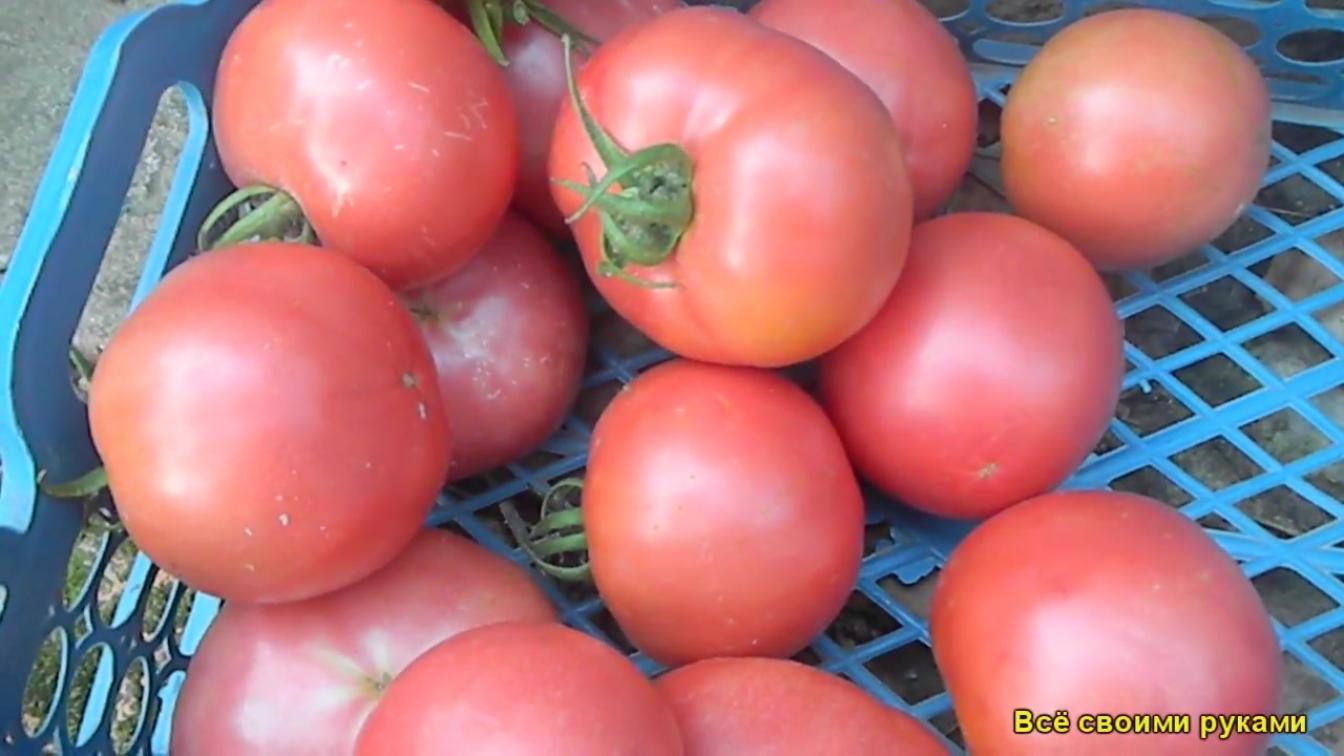 Томат Зинуля 2