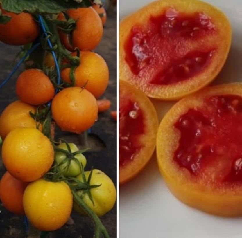 Томат Златова 3