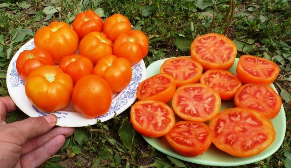 Томат Златова 2