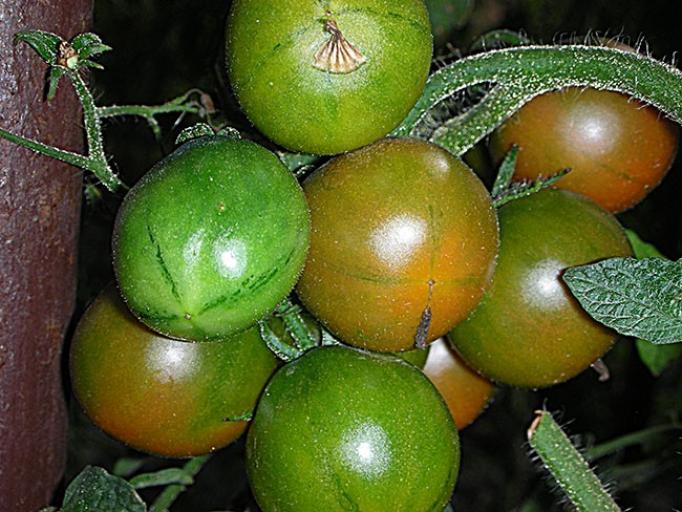 Томат Злая маслина 4