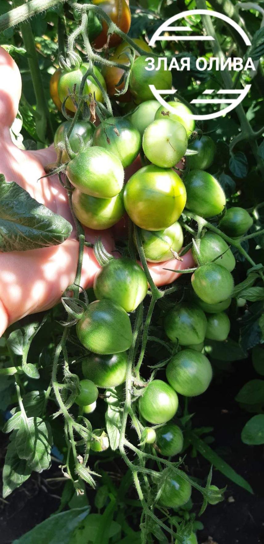 Томат Злая маслина