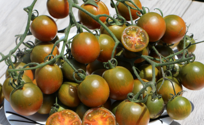 Томат Злая маслина 2