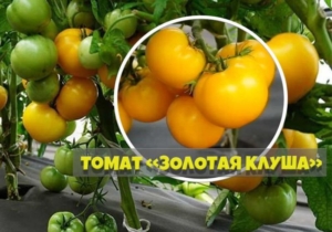 Томат Золотая клуша