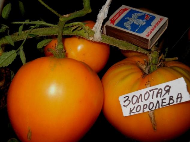 Томат Золотая королева 3