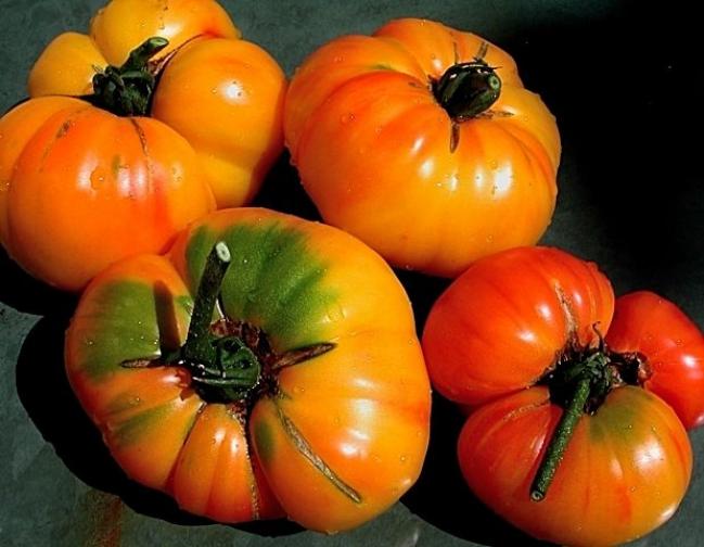 Томат Золотая медаль 2