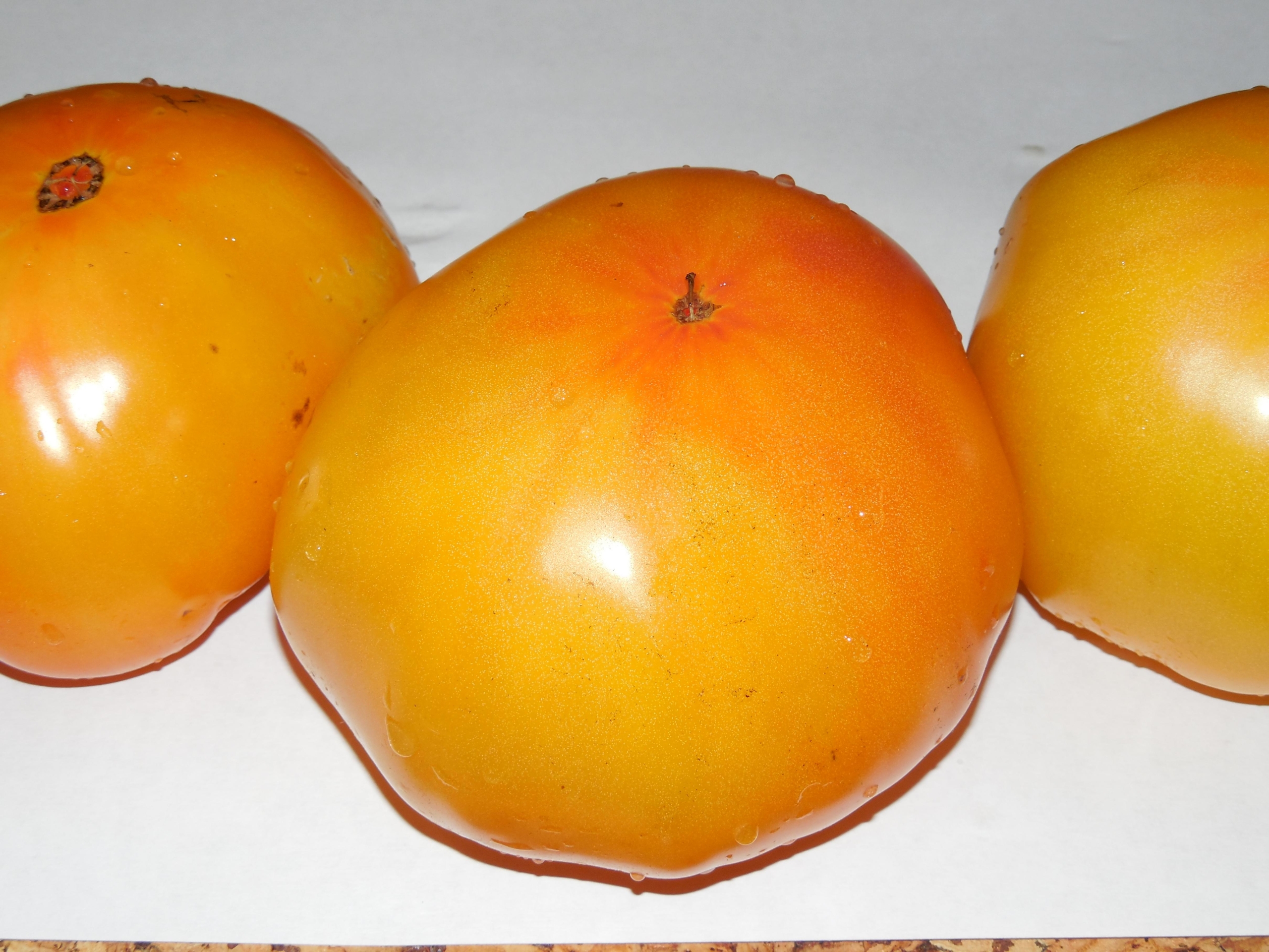 Томат Золотая медаль 4