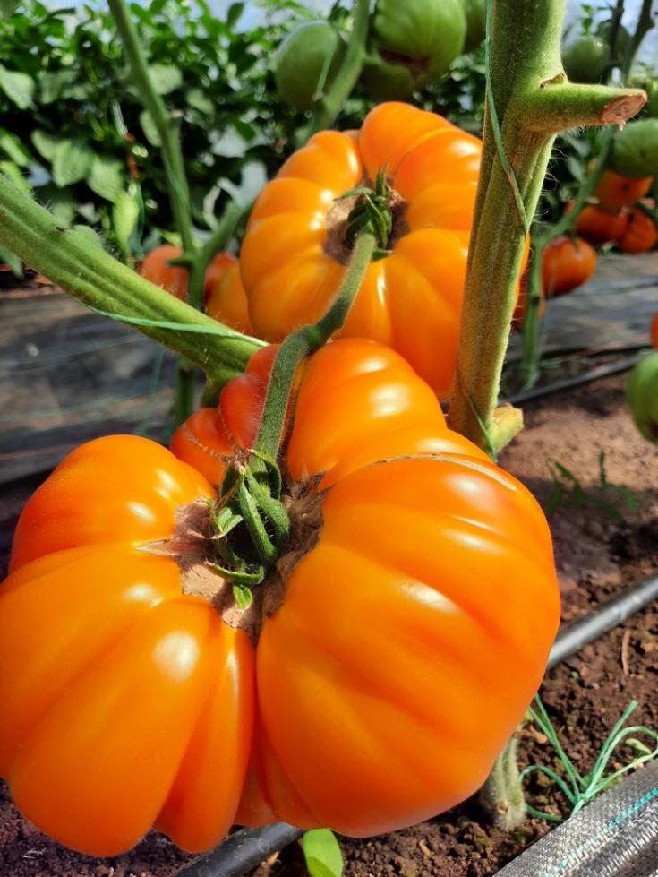 Томат Золотая медаль