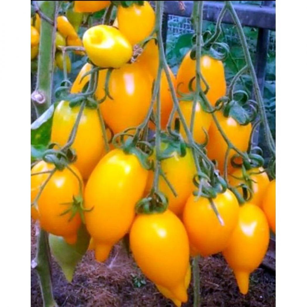 Томат Золотая рыбка 3