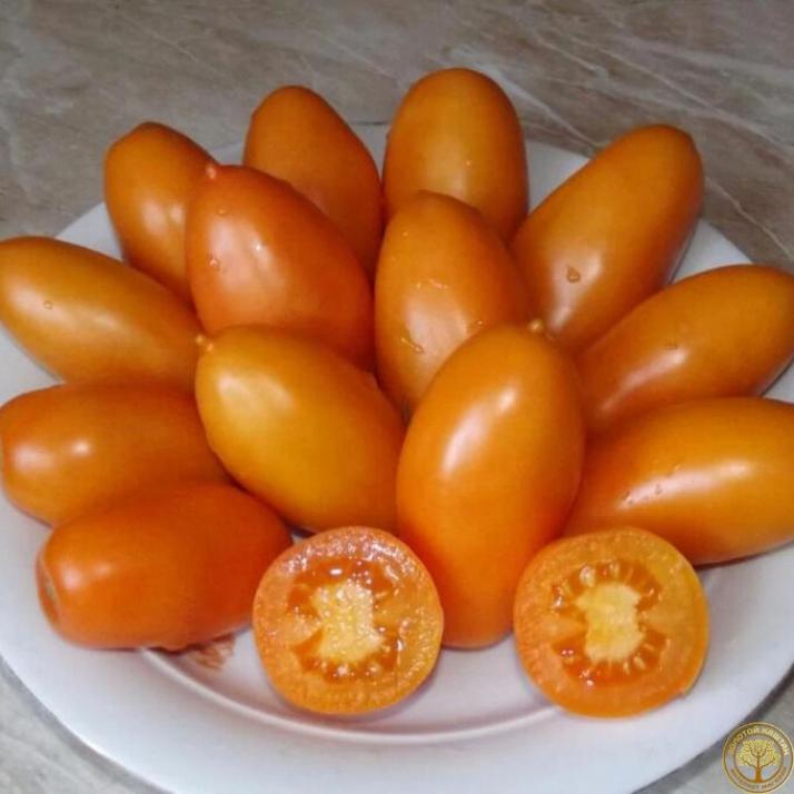 Томат Золотая рыбка 4