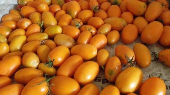 Томат Золотая рыбка