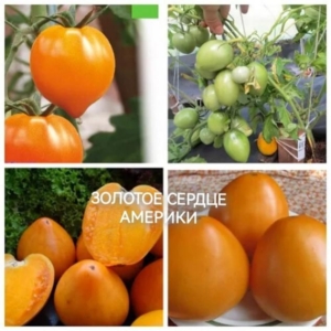 Томат Золотое сердце Америки