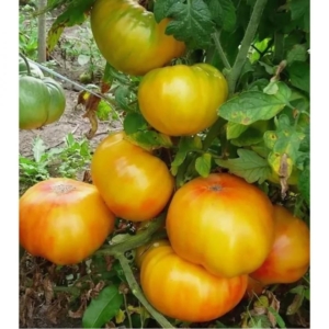 Томат Золотой ананас