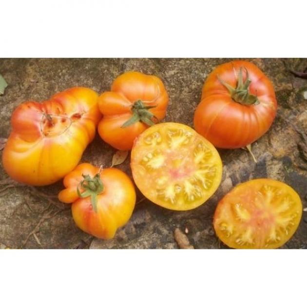 Томат Золотой Марципан 2
