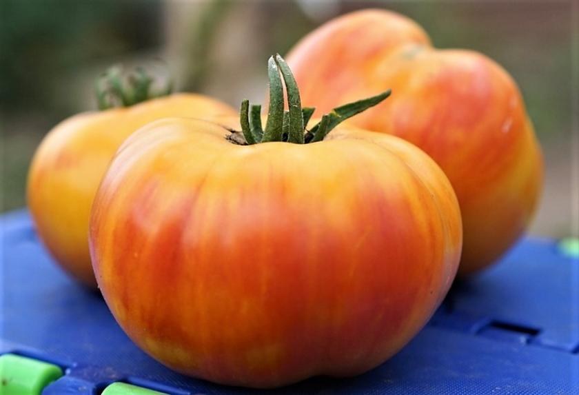 Томат Золотой Марципан