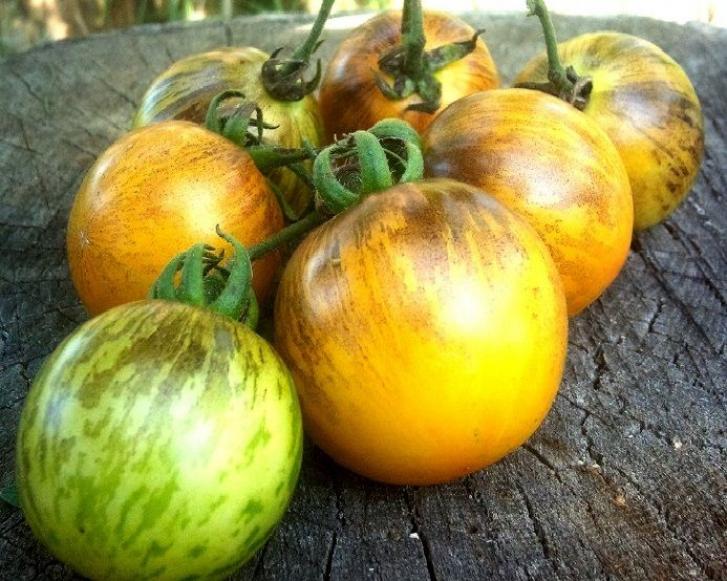 Томат Золотой тигр 2