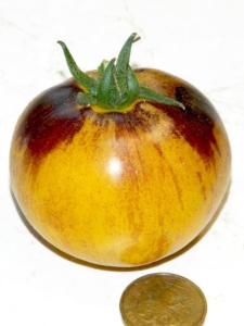 Томат Золотой тигр