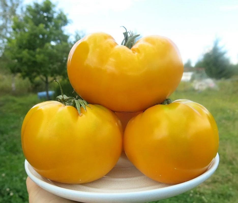 Томат Золотой век 2