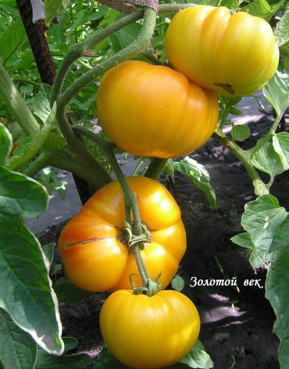 Томат Золотой век 3