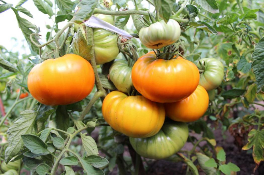 Томат Золотой век