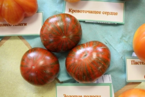 Томат Золотые полосы