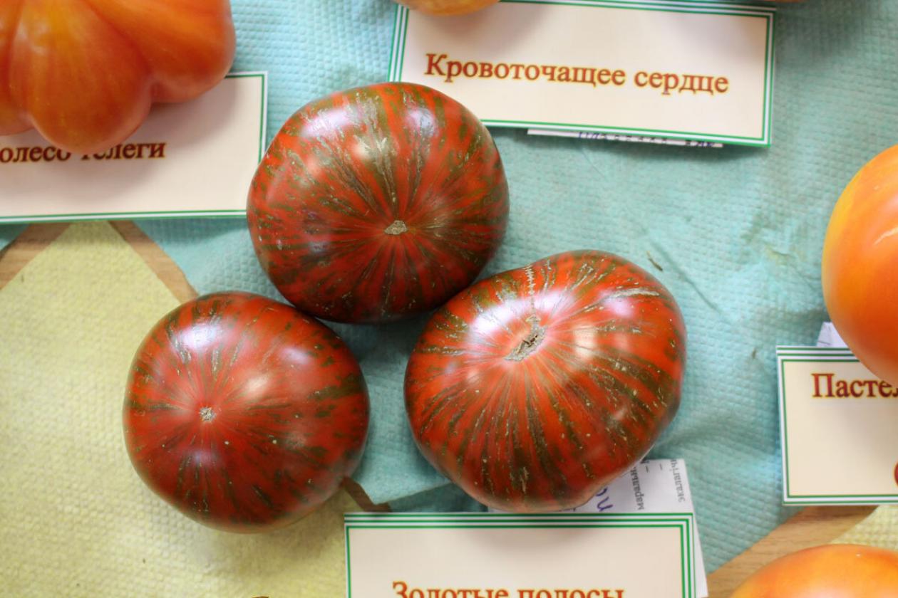 Томат Золотые полосы