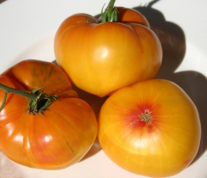 Томат Звезда Техаса 2