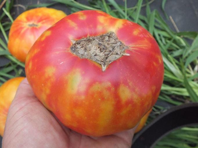 Томат Звезда Техаса 4