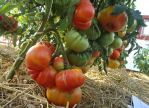 Томат Звёздная туманность