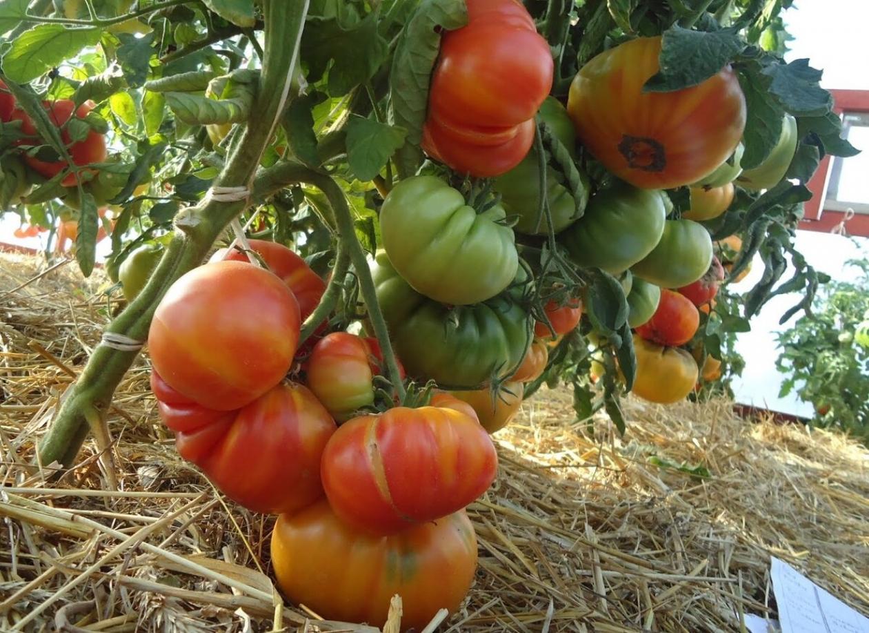 Томат Звёздная туманность