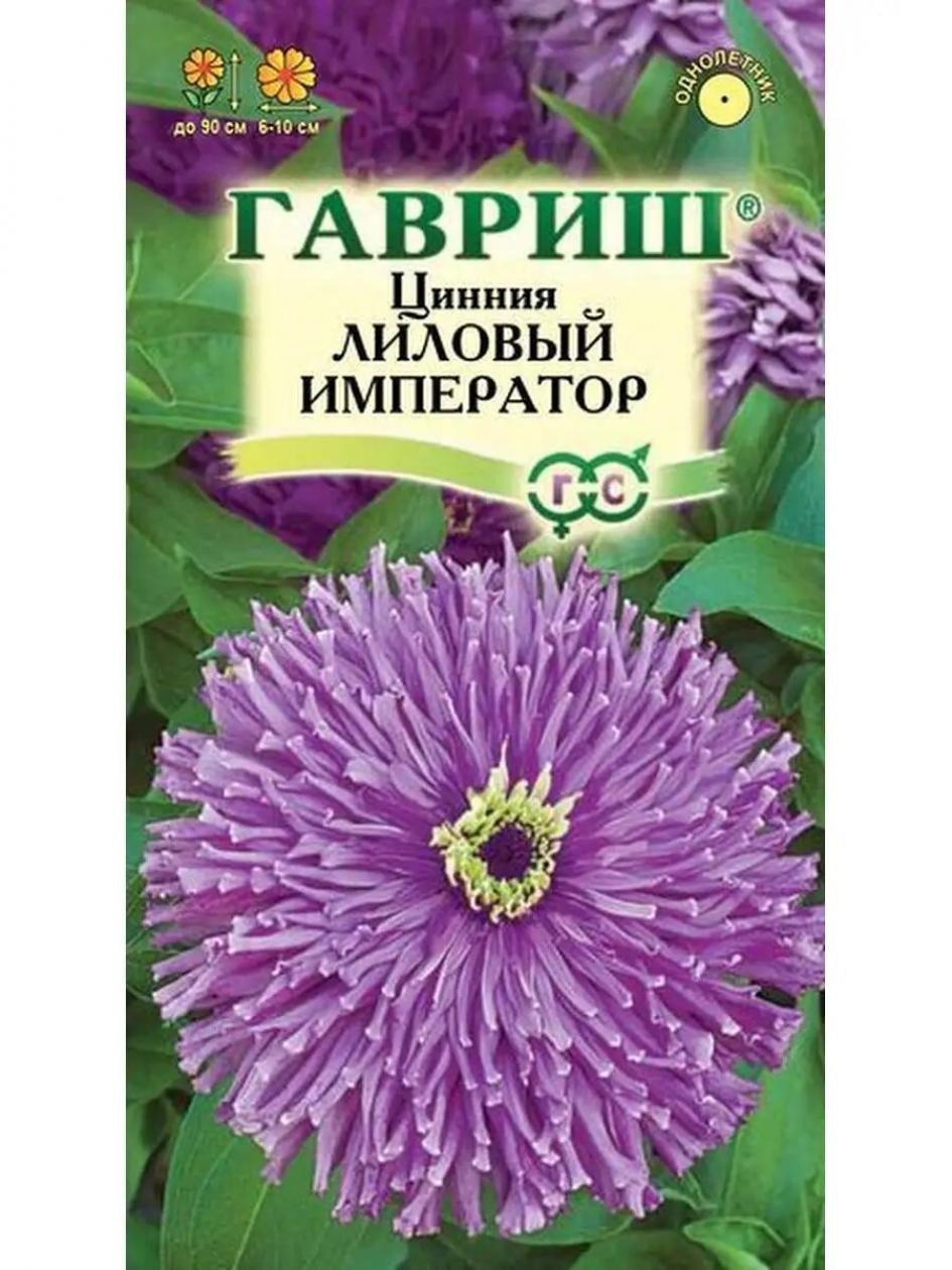 Цинния Лиловый император 3