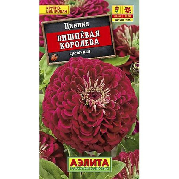 Цинния Вишневая королева 3