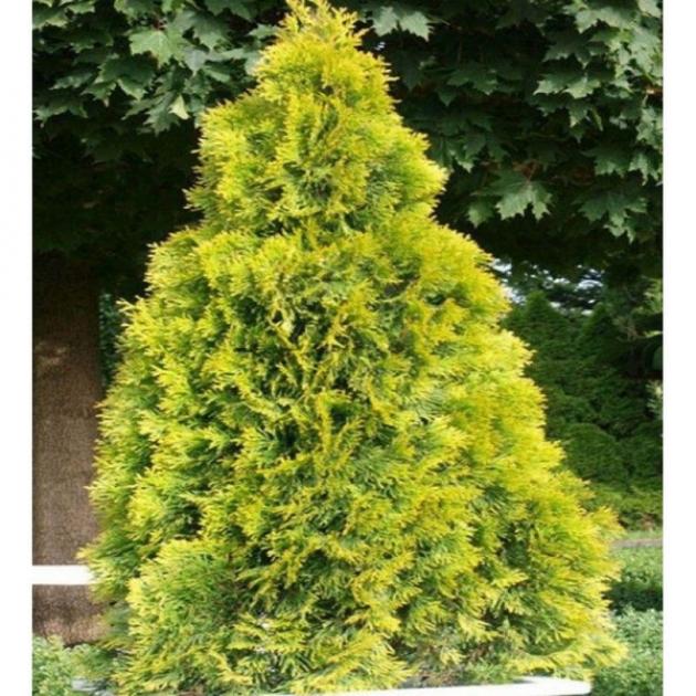 Туя Европа Голд 4