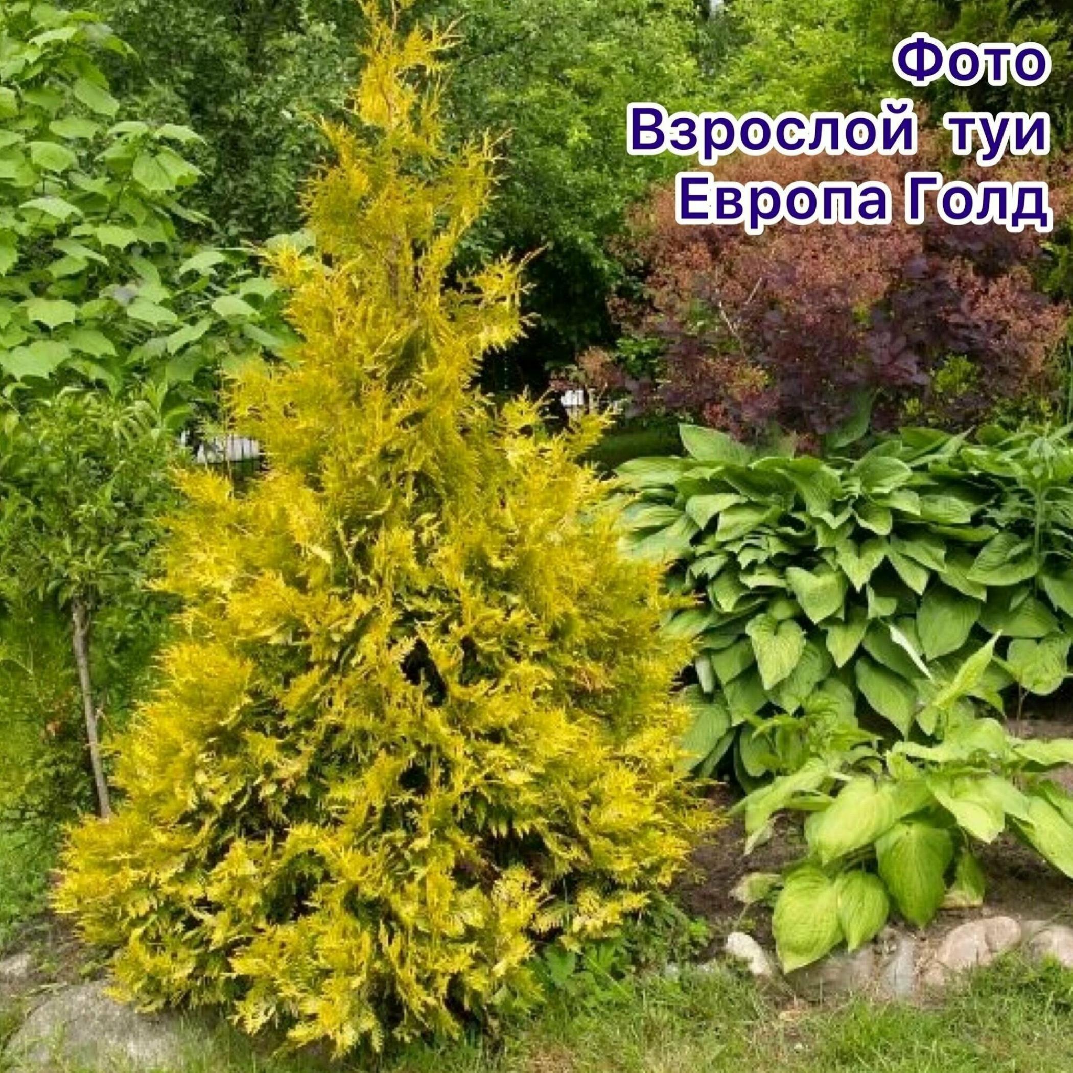 Туя Европа Голд 5
