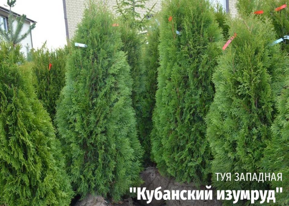 Туя Кубанский изумруд 4