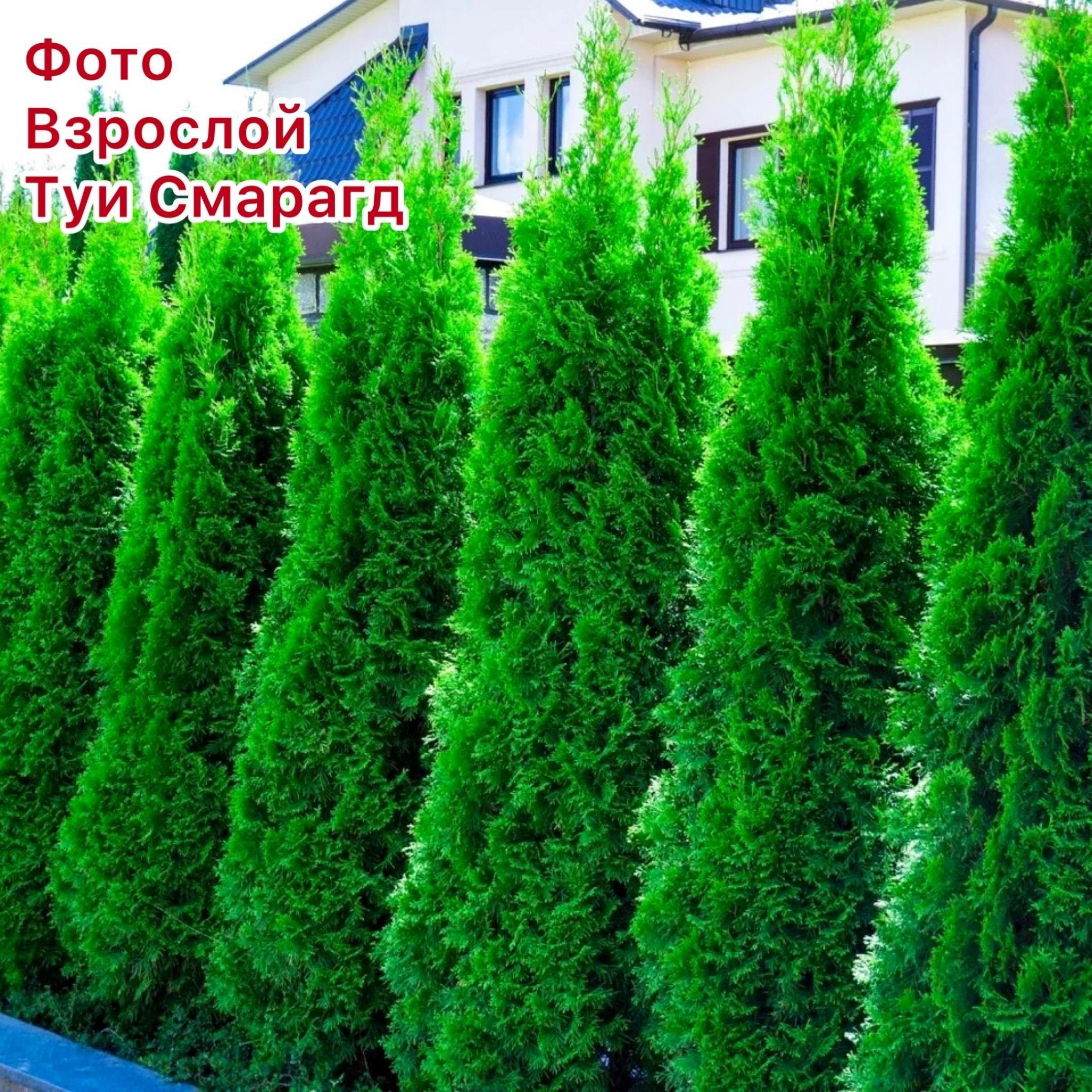 Туя Смарагд 7