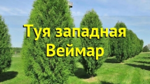 Туя Веймар