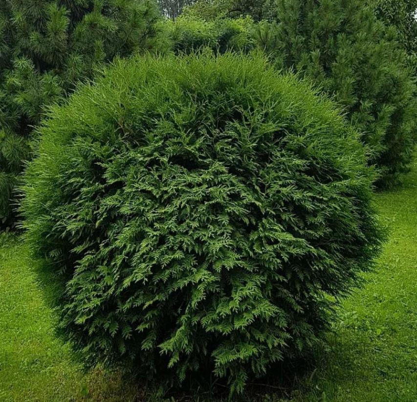 Туя Вудварди 4