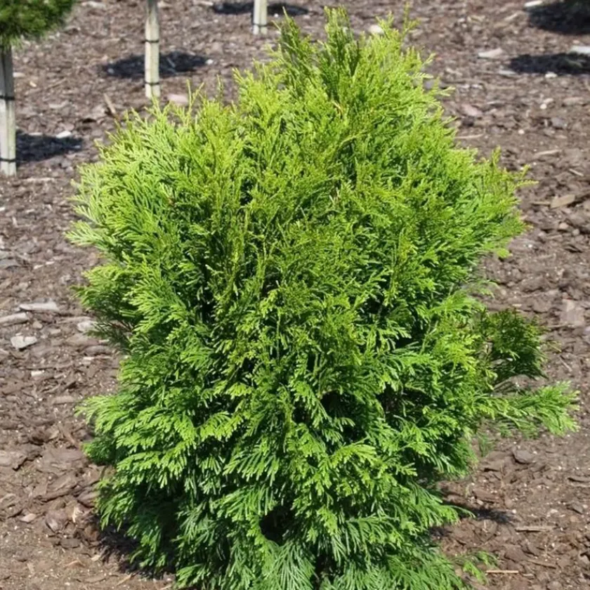 Туя западная (thuja occidentalis) 2
