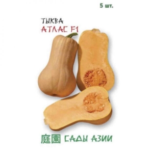 Тыква Атлас