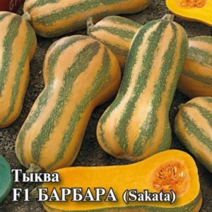 Тыква Барбара