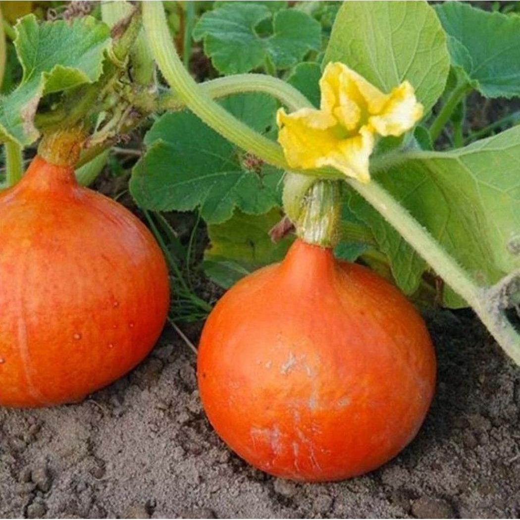 Тыква Ишики Кури 4