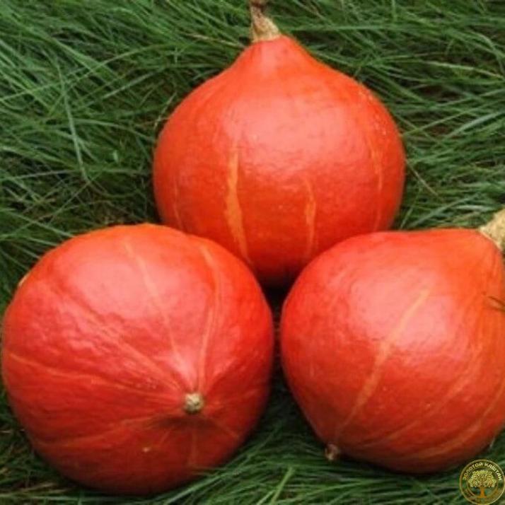 Тыква Ишики Кури 6