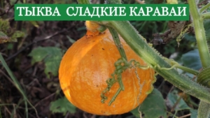 Тыква Каравай